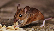 24 Hour & Emergency Exterminators in Half Moon Bay, CA